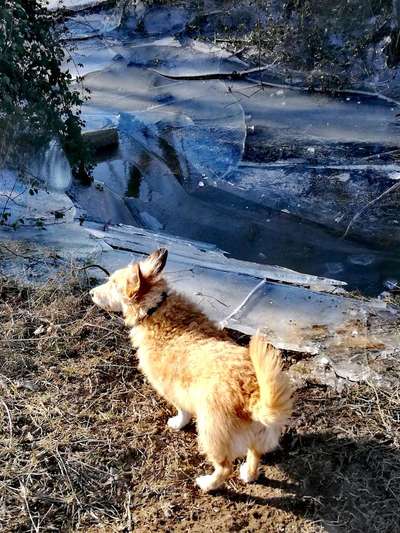 Dogorama-Monats-Challenge-Mai "Wasser"-Beitrag-Bild