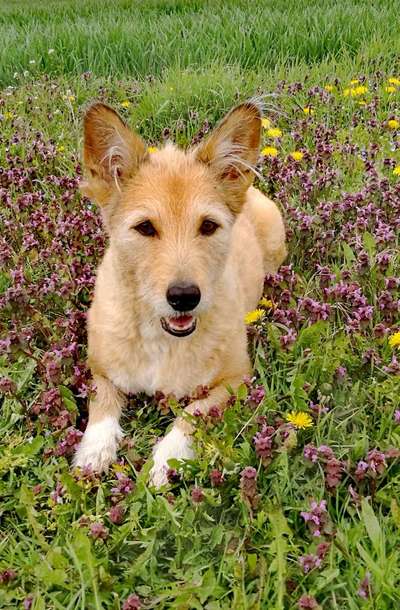 Fotochallenge No. 26                                     Wald und Wiese-Beitrag-Bild