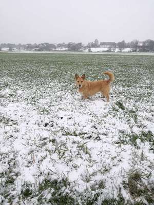 Hundeauslaufgebiet-Eschmarer Felder-Bild