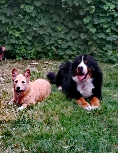 Bester Freund, Hundekumpel - zeigt her!-Beitrag-Bild