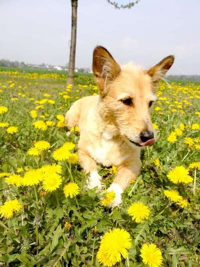 Die Dogorama Monats Challenge "Es grünt und blüht"-Beitrag-Bild