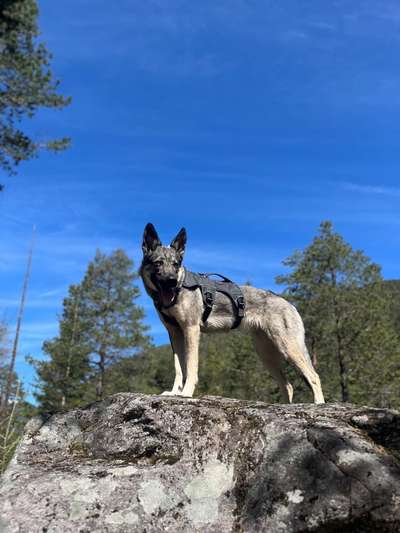 Wolfhunde Besitzer TWH oder SWH hier?-Beitrag-Bild