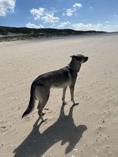 Hundetreffen-Gassi mit unkastrierten Rüden-Bild