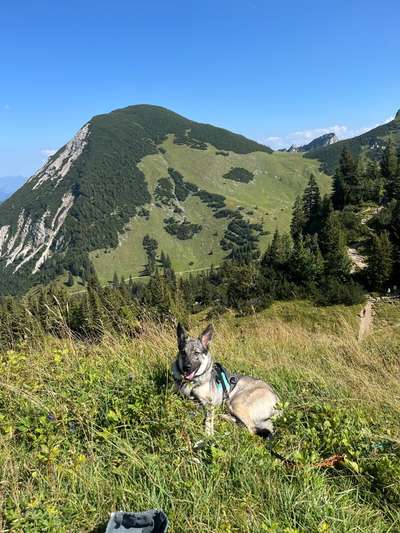 Hundetreffen-Gassitreffen mit Training / spielen-Bild