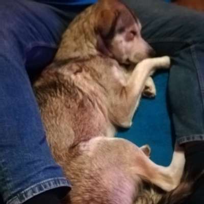 Hundetreffen-Hundetreff in Wassenberg-Profilbild