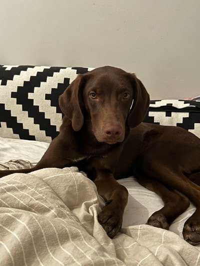 Hundetreffen-Training and Social Walks, Resting exercises-Bild