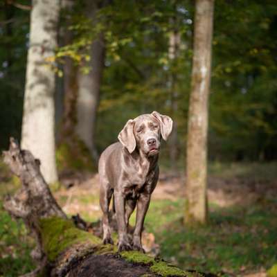 Hundetreffen-Gassirunde mit Spiel & Spaß-Bild