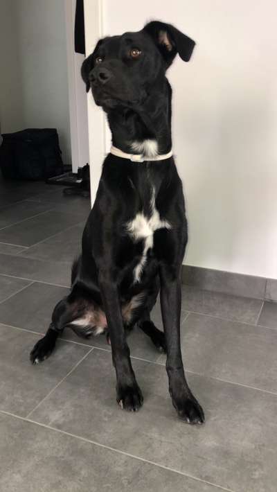 KRITIKOS LAGONIKOS-Beitrag-Bild