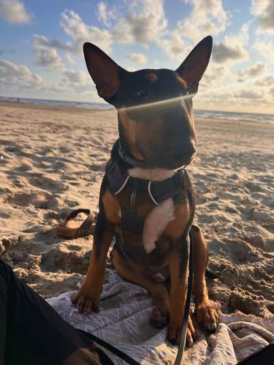 Hundetreffen-Hundefreunde gesucht-Bild