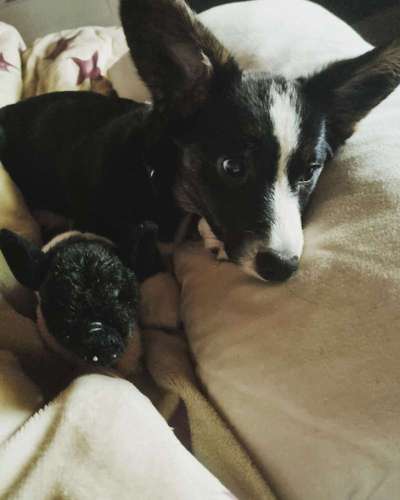 Corgis und ihre persönlichen Hofangestellten-Beitrag-Bild