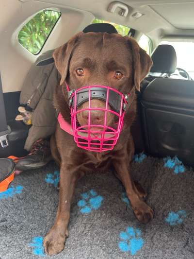 Maulkorb für Labbi wegen ständiger Nahrungsaufnahme unterwegs-Beitrag-Bild