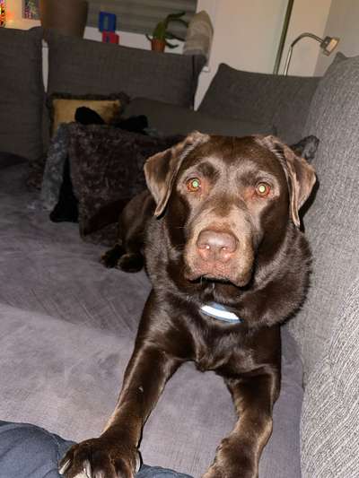 Maulkorb für Labbi wegen ständiger Nahrungsaufnahme unterwegs-Beitrag-Bild