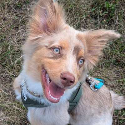 Hundetreffen-Wir suchen einen Spielkameraden für unseren Welpen/Junghund-Bild