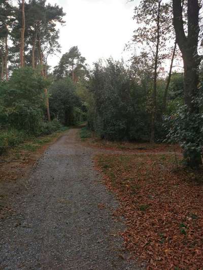 Hundeauslaufgebiet-Zonser Heide-Bild