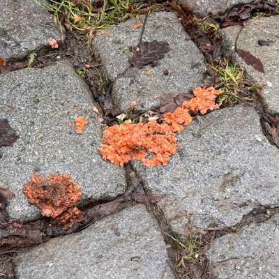 Giftköder-Vermutlich Giftkörder-Bild