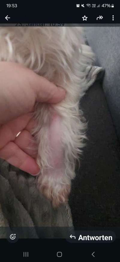Hund leckt und beisst sich das Fell ab nach der Entfernung einer Klette-Beitrag-Bild