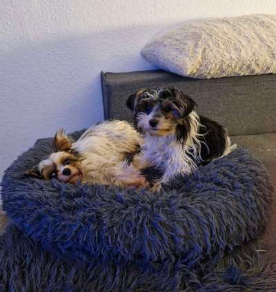 aktuelles Foto Gruppe Biewer Yorkshire Terrier