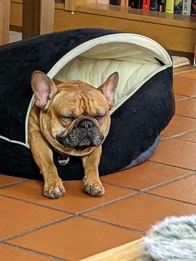 Französische Bulldoggen-Beitrag-Bild