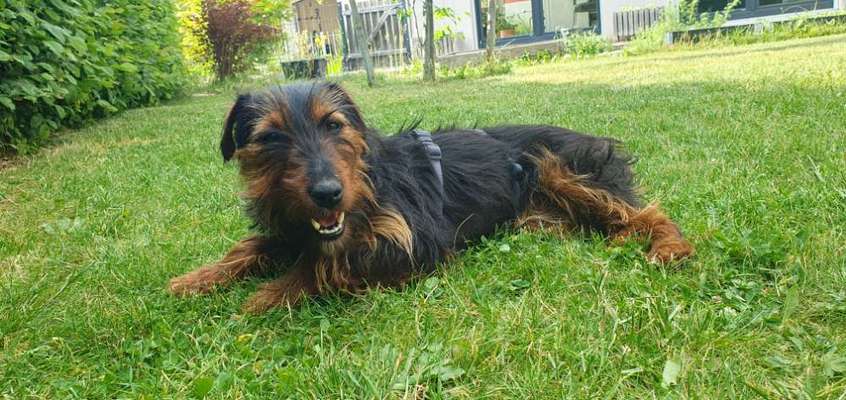 Suche Jagdterrier halter-Beitrag-Bild