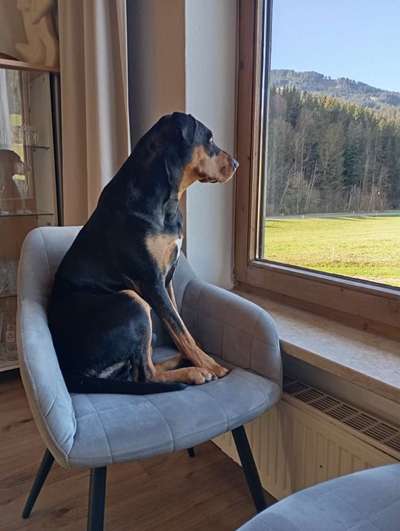 Hundetreffen-Spazieren in der Umgebung Kürn-Bild