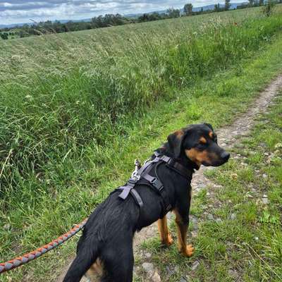 Hundetreffen-Hundefreunde gesucht-Bild
