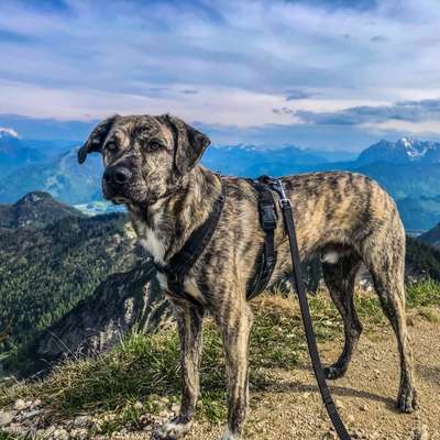 Hundetreffen-Gassirunde/Sozialkontakte-Bild