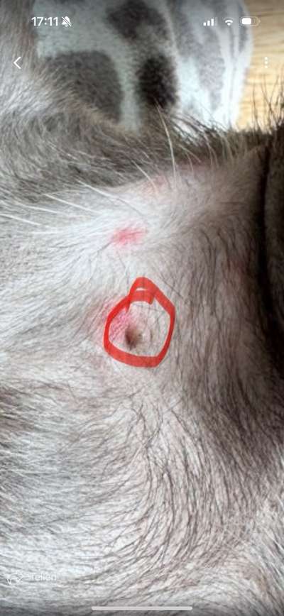 Rote Flecken - weiß jemand was das ist?-Beitrag-Bild