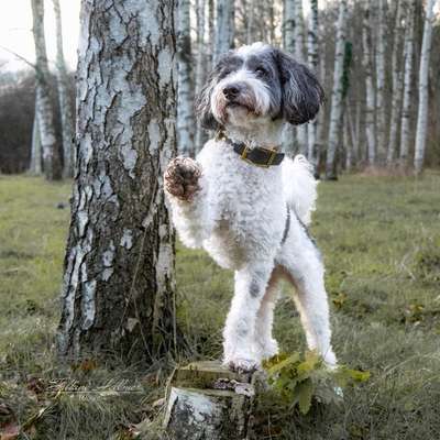 Hundetreffen-Social Walk-Bild