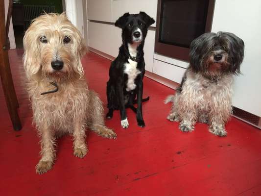 Mehrere Hunde zuhause !-Beitrag-Bild