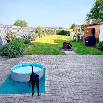 Hundetreffen-Hunde zum spielen und toben im eingezäunten Garten gesucht-Bild