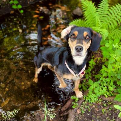 Hundetreffen-Gemeinsame Spaziergänge-Bild