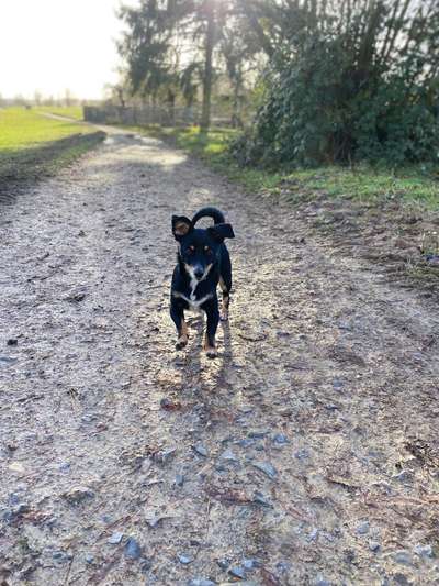 Fotosammlung: ,,Der natürliche Hund" Unbearbeitet, ungestellt und in Natura-Beitrag-Bild