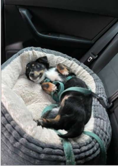 Welpen Bilder !-Beitrag-Bild