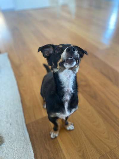 Fotowettbewerb ,,mein gruseliger Hund"-Beitrag-Bild