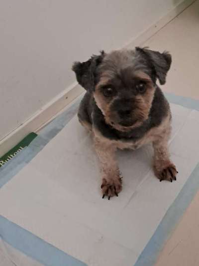 Welche Rasse ist es ?-Beitrag-Bild