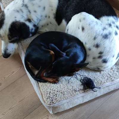 Hundetreffen-Junghundspielstunde/und Seniorhündin-Bild