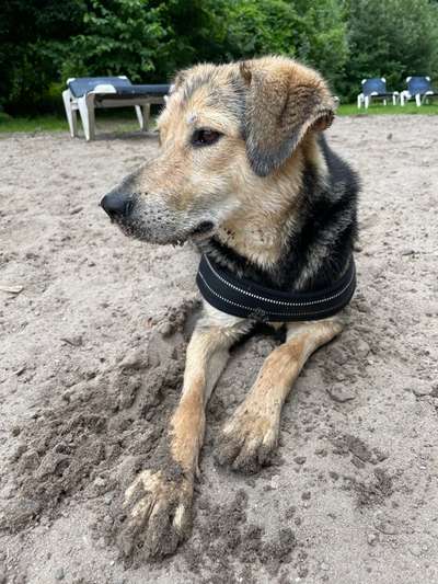 Welche Hunderasse-Beitrag-Bild