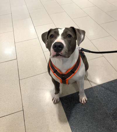 Dogorama Photo Challenge - Hundeblick zum hinschmelzen-Beitrag-Bild