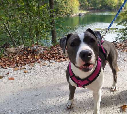 American Stafford Besitzer-Beitrag-Bild