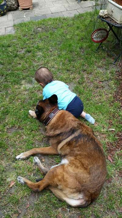 Kinder und Hunde auf dem Weg zum Dreamteam-Beitrag-Bild