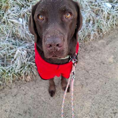 Wurfgeschwister gesucht! Labrador chocolate, 13.04.2020-Beitrag-Bild