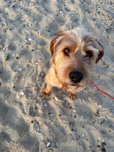 Hundetreffen-Social Walk-Bild