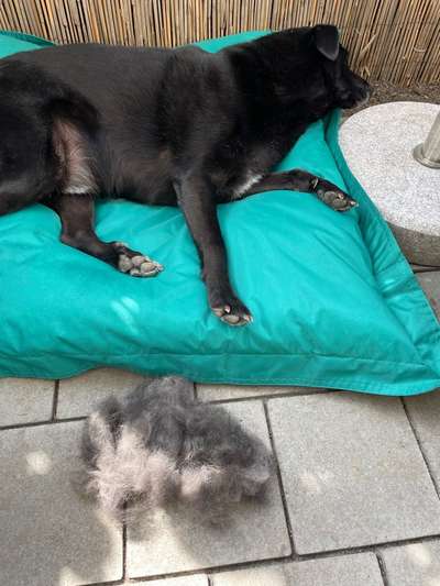 Tipps Hundebürste-Beitrag-Bild