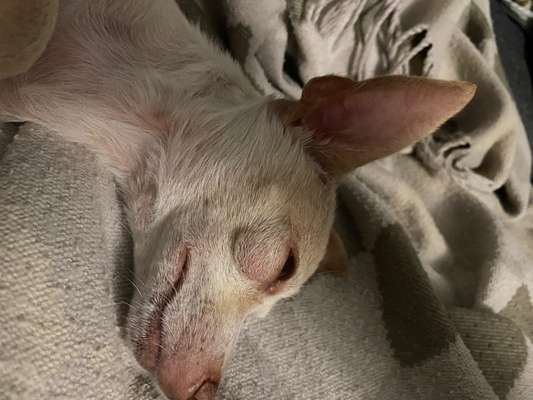 Neue Hundebesitzerin, Hund hat Knubbel unterm Auge-Beitrag-Bild