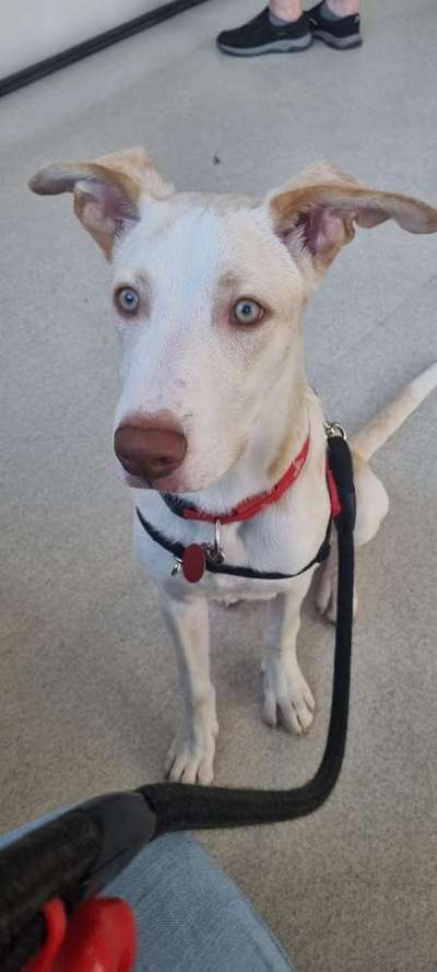 Hundetreffen-Spazieren quatschen-Bild