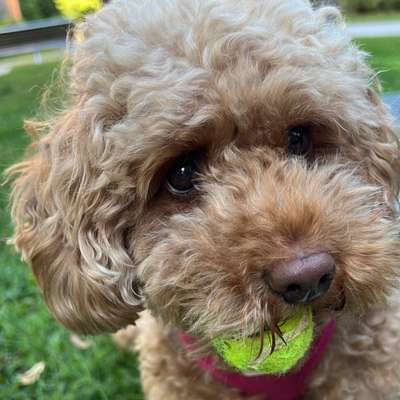 Hundetreffen-Hunde Treff gerne im englischen Garten am Wasser-Profilbild