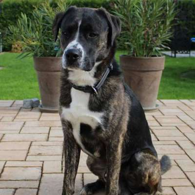 Hundetreffen-Gassi und Spieletreffen-Bild
