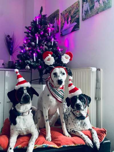 Weihnachtsfoto Aktion!-Beitrag-Bild