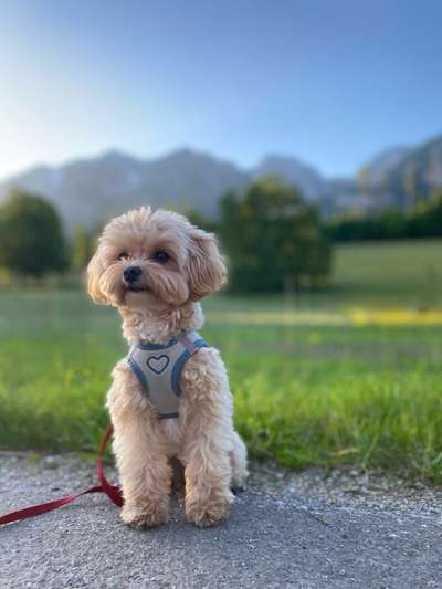Hundetreffen-Groß & Klein | Suchen nach großem Hund, der gut mit sehr kleinem Hund umgehen kann-Bild