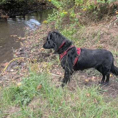 Hundetreffen-Frida sucht neue Hundefreunde zum Toben & Gassi-Bild
